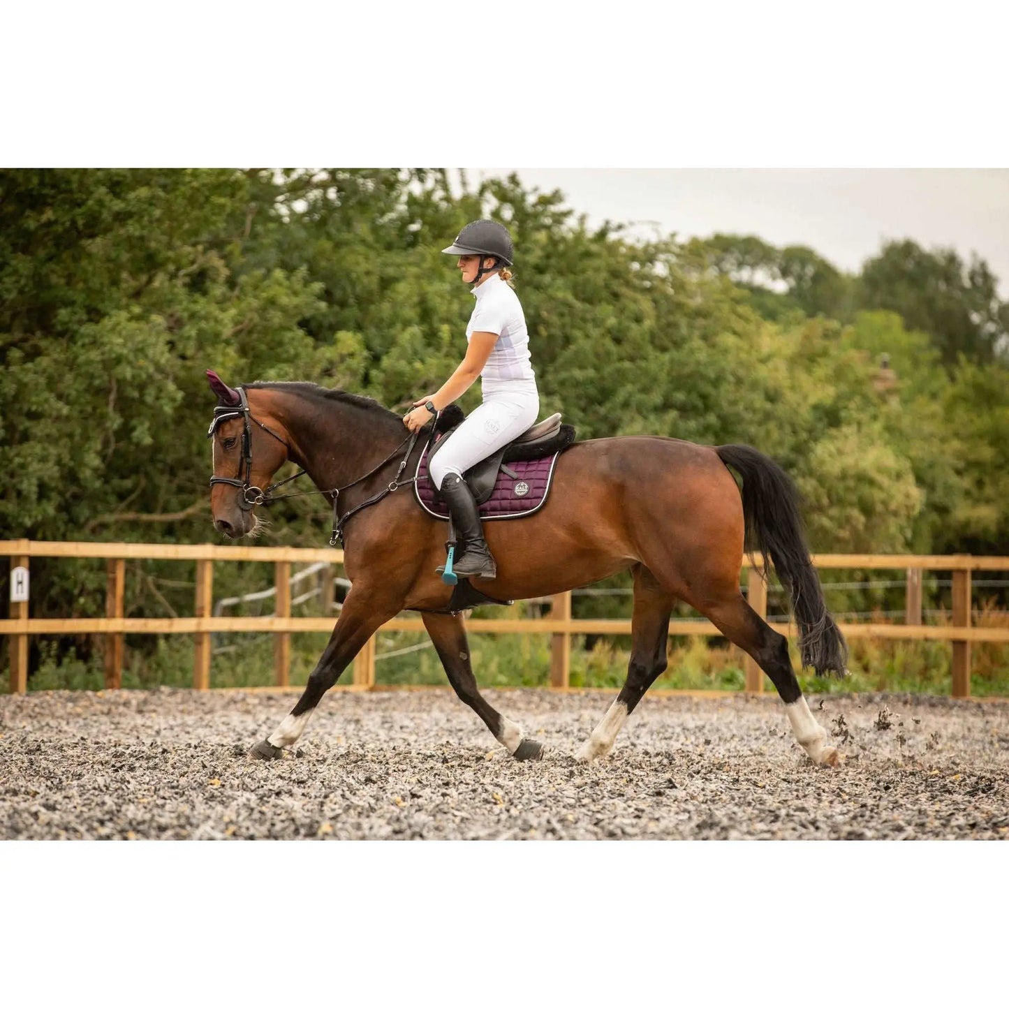 Equestrian Competition Riding Tights/Leggings - Halt Equestrian